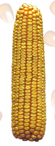 Dominator FAO 390, hibrid kukuruza, kukuruz, prodaja, cijena, Hrvatska