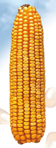 Favor FAO 430, hibrid kukuruza, kukuruz, prodaja, cijena, Hrvatska