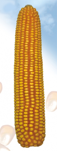 Granor FAO 450, hibrid kukuruza, kukuruz, prodaja, cijena, Hrvatska