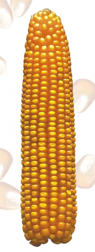 Zlatko FAO 440, hibrid kukuruza, kukuruz, prodaja, cijena, Hrvatska
